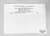 Ramularia grevilleana image